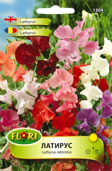 Lathyrus Seminte Flori Sangele Voinicului Lathyrus De La Florian