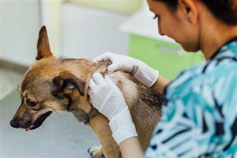 Microchipping Your Pets Ryde Veterinary Clinic