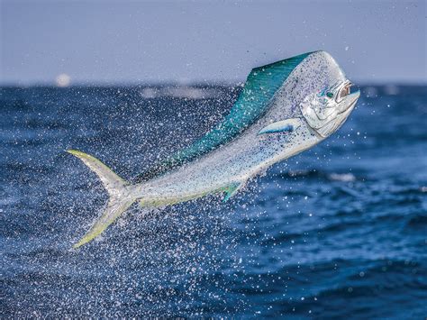 Dolphinfish Research Program Now Tagging in Guatemala | Marlin