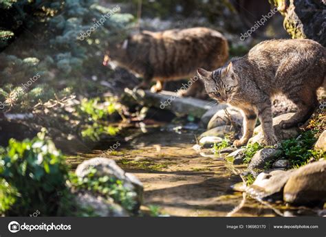 Wildcats Felis Silvestris Natural Habitat — Stock Photo © lightpoet ...