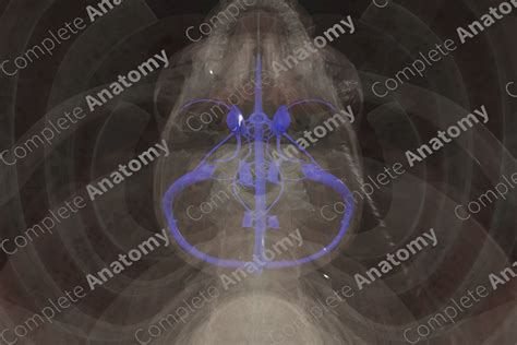 Dural Venous Sinuses | Complete Anatomy