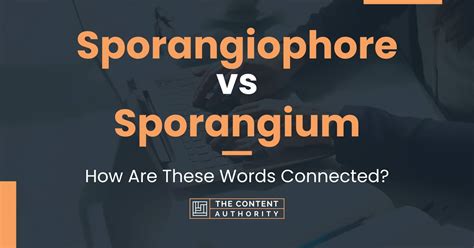 Sporangiophore Vs Sporangium How Are These Words Connected