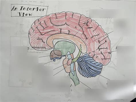 Brain Diagram Diagram Quizlet