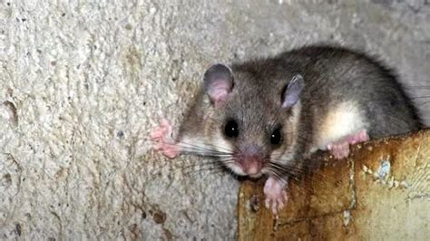 About the Edible dormouse France