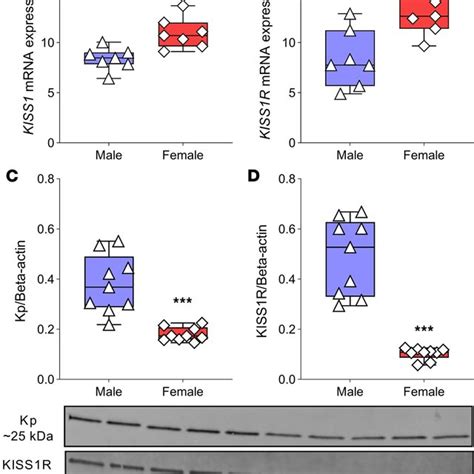 Kp And Kiss1r Expression In Primary Human Asm Cells From Men And Women