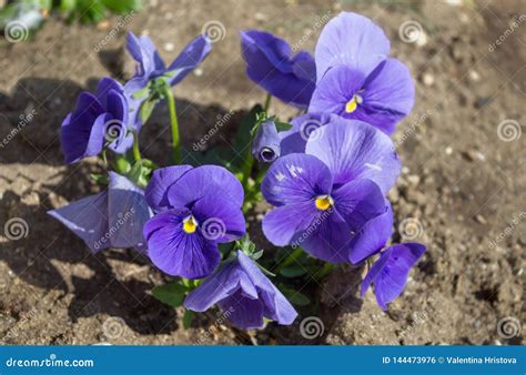 A Bunch Of Blue Violets Close Up Top View Violets Flowers In A