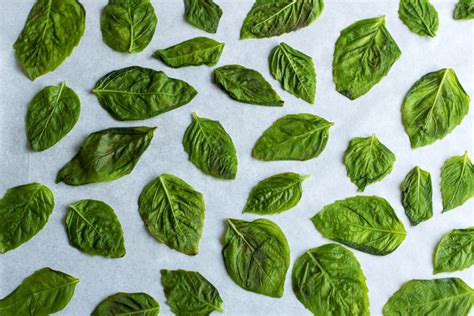 4 Ways To Freeze Basil Including My Easy Basil Freezing Hack