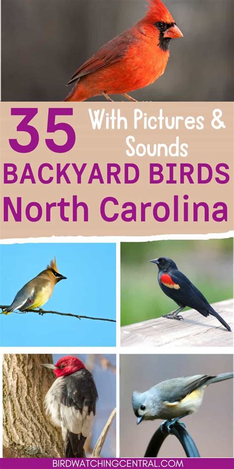 35 backyard birds in North Carolina - Birdwatching Central