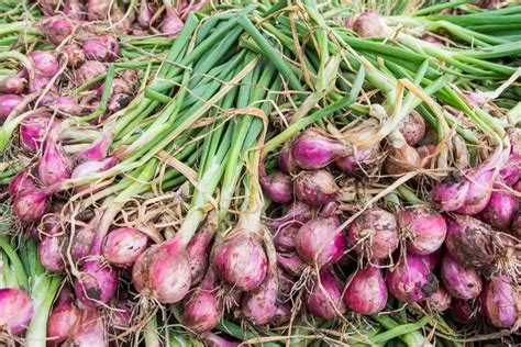 Pupuk Organik Dari Kulit Bawang Merah Bagus Untuk Tumbuh Kembang