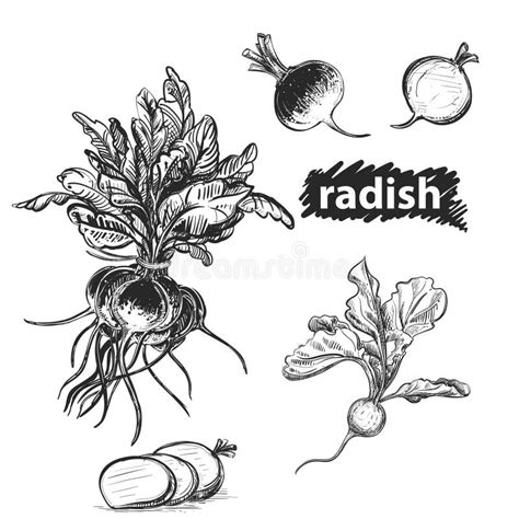 Radish Sketch Hand Drawn Cartoon Vegetables On The White Background