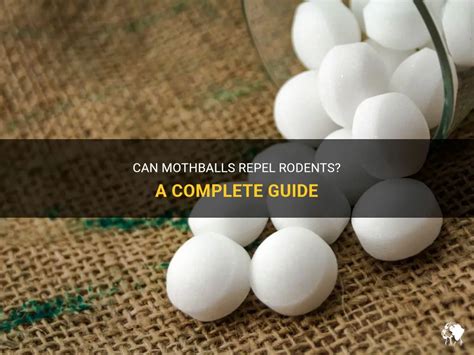 Can Mothballs Repel Rodents A Complete Guide Petshun