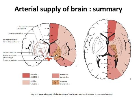 Brain Vascularization Arterial Blood Supply Of The Brain