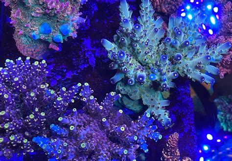 The Importance Of Calcium Alkalinity And Magnesium In A Reef Tank Reef Builders The Reef