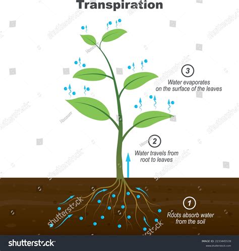 Plant Roots White Background Photos, Images & Pictures | Shutterstock