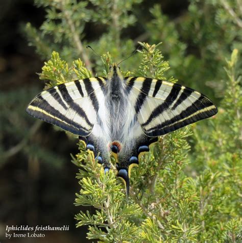 Entomodaily On Twitter Rt Entomodaily Los Insectos Constituyen El