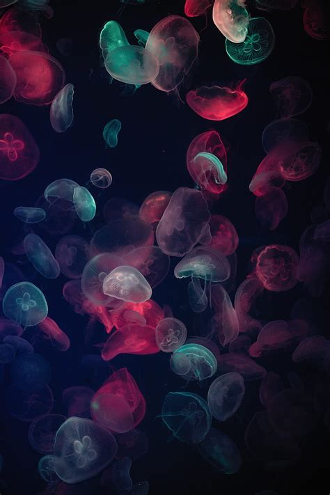 Jellyfish Colored Fish Jelly Love Love Purple Hd Phone Wallpaper