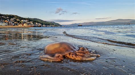 Giant Barrel Jellyfish Washed Up On Gwynedd Beach Leaves Walkers