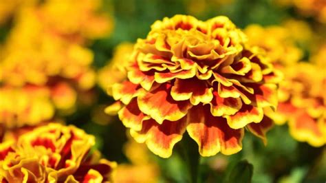 Are Marigolds Annual Biennial Or Perennial Plants