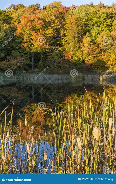 Snake Pond Cattails And Autumn Reflections Stock Image Image Of