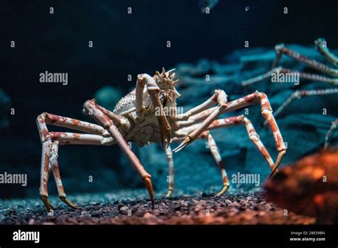 Japanese spider crab at Osaka Aquarium Kaiyukan, Japan Stock Photo - Alamy