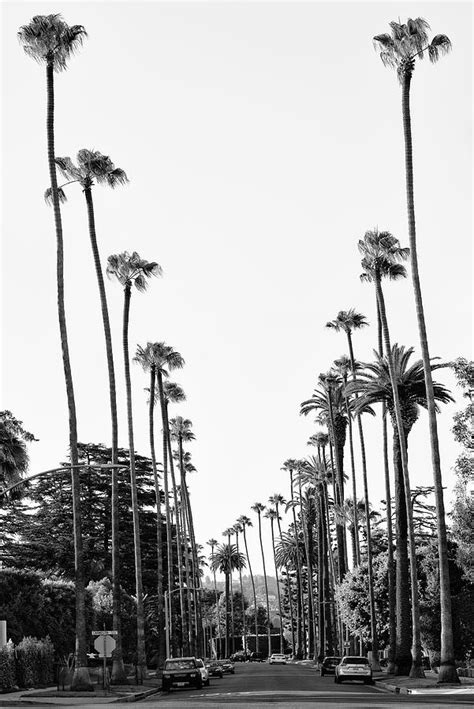 Black California Series Palm Tree Lined Street In Beverly Hills Photograph By Philippe