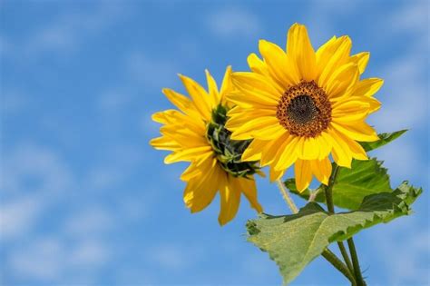 Ultimate Guide To Sunflower Meaning And Symbolism Petal Republic