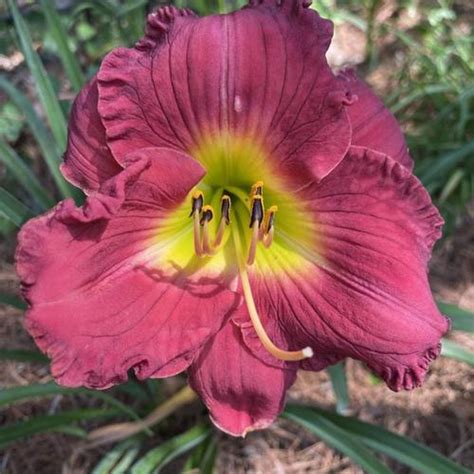 Daylily Hemerocallis Castle Camelot In The Daylilies Database