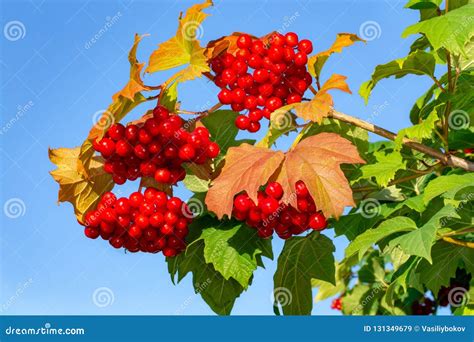 Manojos Rojos Brillantes De Bayas Del Viburnum Imagen De Archivo