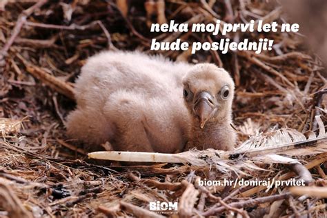 Neka Moj Prvi Let Ne Bude Posljednji Svake Godine 30 Mladih Supova