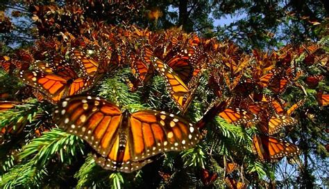 The Indescribable Beauty Of Monarch Butterflies Filling The Sky Video