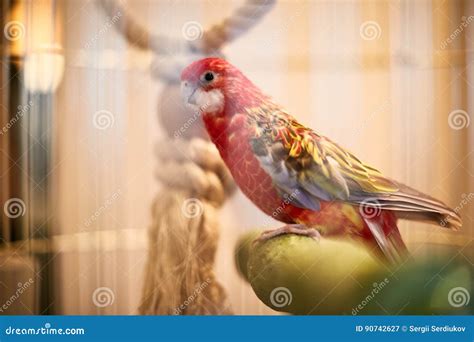 Rosy Faced Lovebird in a Cage Looking Down Stock Image - Image of green ...