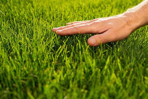 Encuentra El Césped Perfecto Para Tu Jardín ¿cuál Es El Más Adecuado