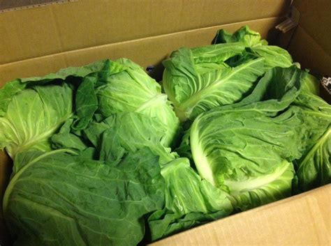 Cabbage vs. Lettuce: Which is Healthier? – Cabbage Soup Diet