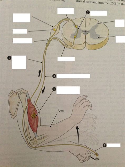 Typical Reflex Arc A Diagram Quizlet