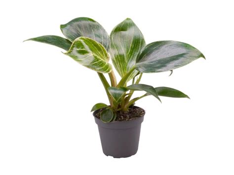 Filodendron Philodendron White Measure Don Cm Kupuj W Obi