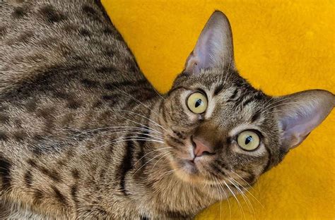 El Gato Ocicat Historia Y Características De La Raza Soy De Gatos