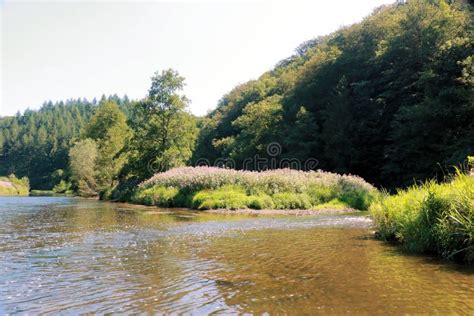 View on the River Semois, Belgian Ardennes Stock Image - Image of ...