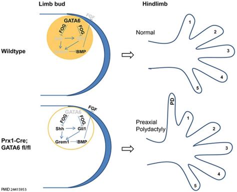 Developmental Signals Sonic Hedgehog Embryology