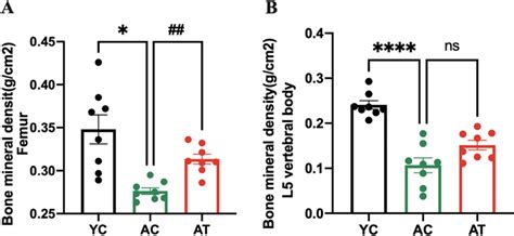 Effects Of Treadmill Training On BMD Of The Right Femur A And L5