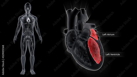 Left Atrium and Left Ventricle Stock Illustration | Adobe Stock