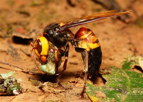 Asian Giant Hornet Vespa Soror Vespidae Puer Yunnan Flickr