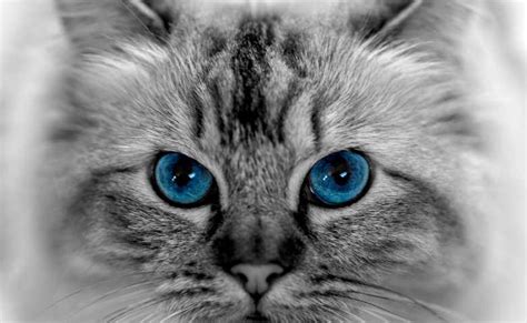 Lynx Ragdoll Cat (Everything You Need To Know About Blue Lynx, Lynx ...