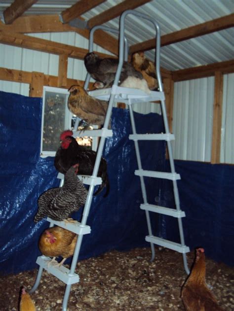 Roosting Ladder Chicken Coop Pinterest