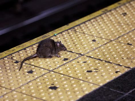 SEE: This Rat Is The Subway's Next 'Showtime' Sensation | New York City ...