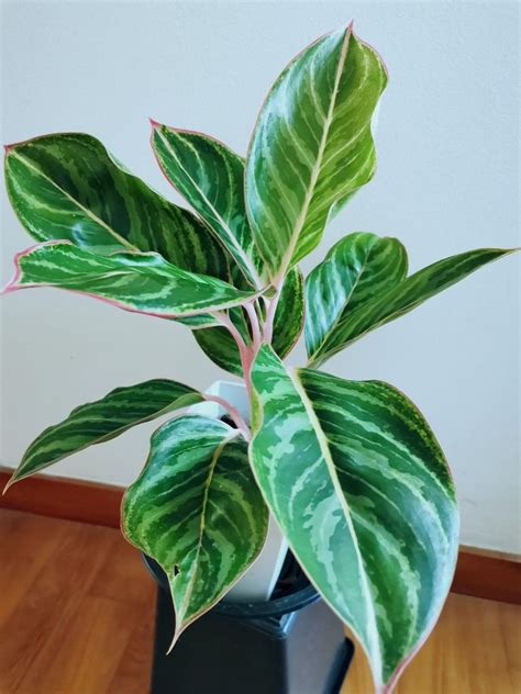 Rare Aglaonema Sapphire Suzanne Zebra Lines Furniture Home Living