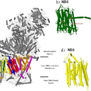 Positive selected sites identified in NADH dehydrogenase (Complex I) of... | Download Scientific ...