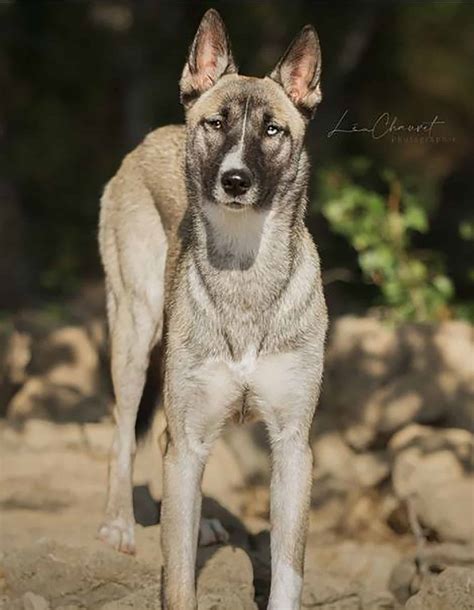 Belgian Malinois Husky Mix: A Glimpse Of The Amazing Belusky