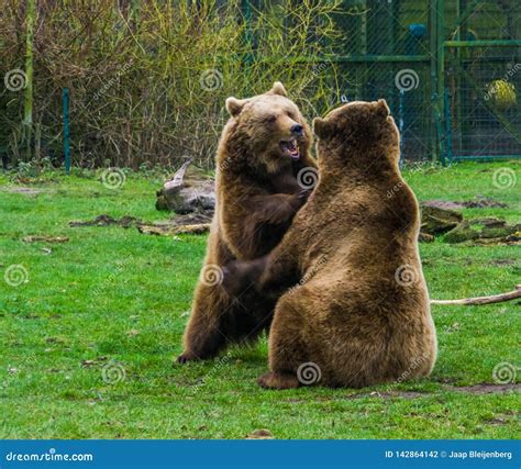 Two Brown Bears Playing With Each Other Playful Animal Behavior