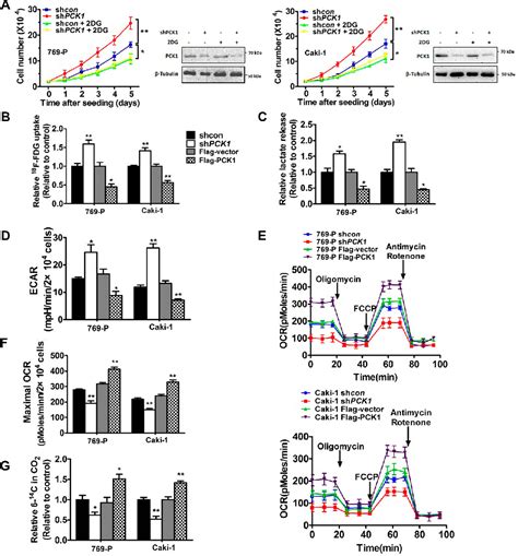 Figure 2 From PCK1 Regulates Glycolysis And Tumor Progression In Clear