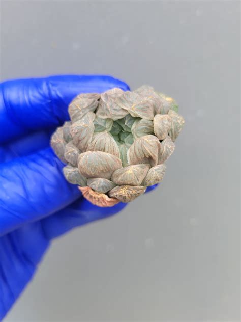 Artifex Plants Haworthia Cooperi Var Truncata